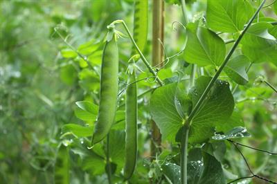 Phaseolus vulgaris